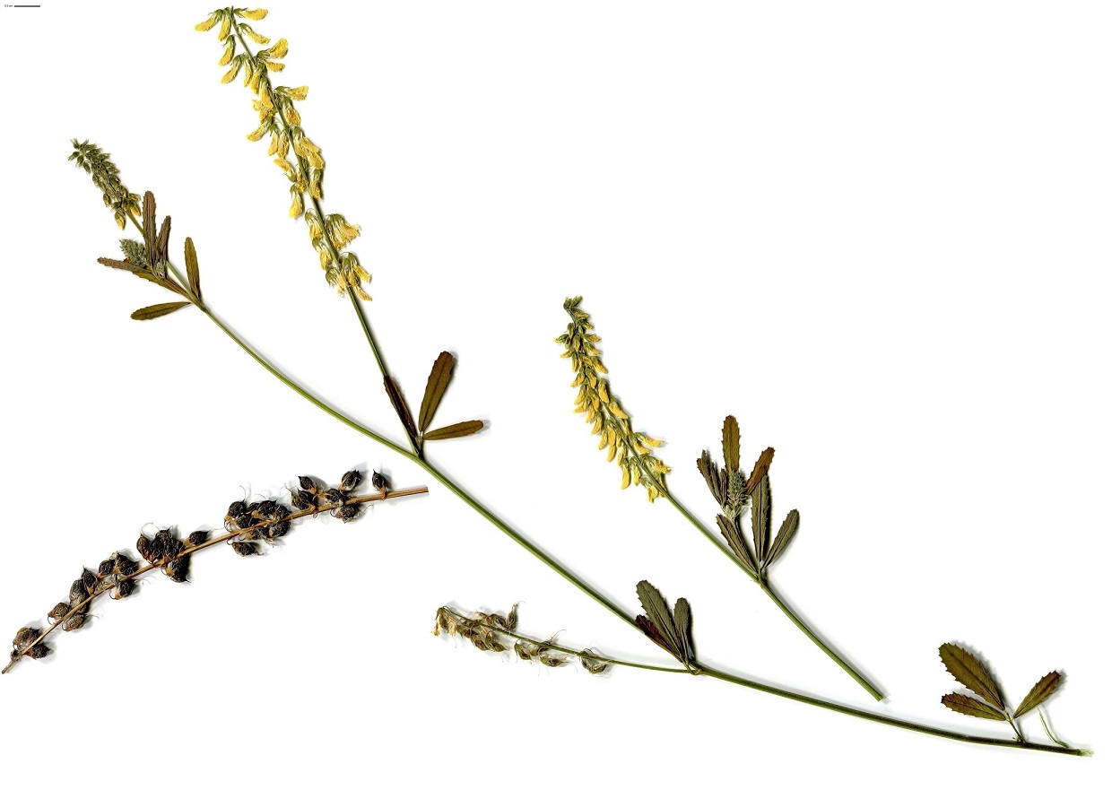 Trigonella altissima (Fabaceae)